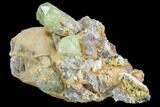 Lustrous Yellow Apatite Crystals on Calcite - Morocco #84312-1